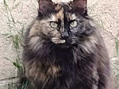 Domestic Long Hair Tortoiseshell Cat Adoption