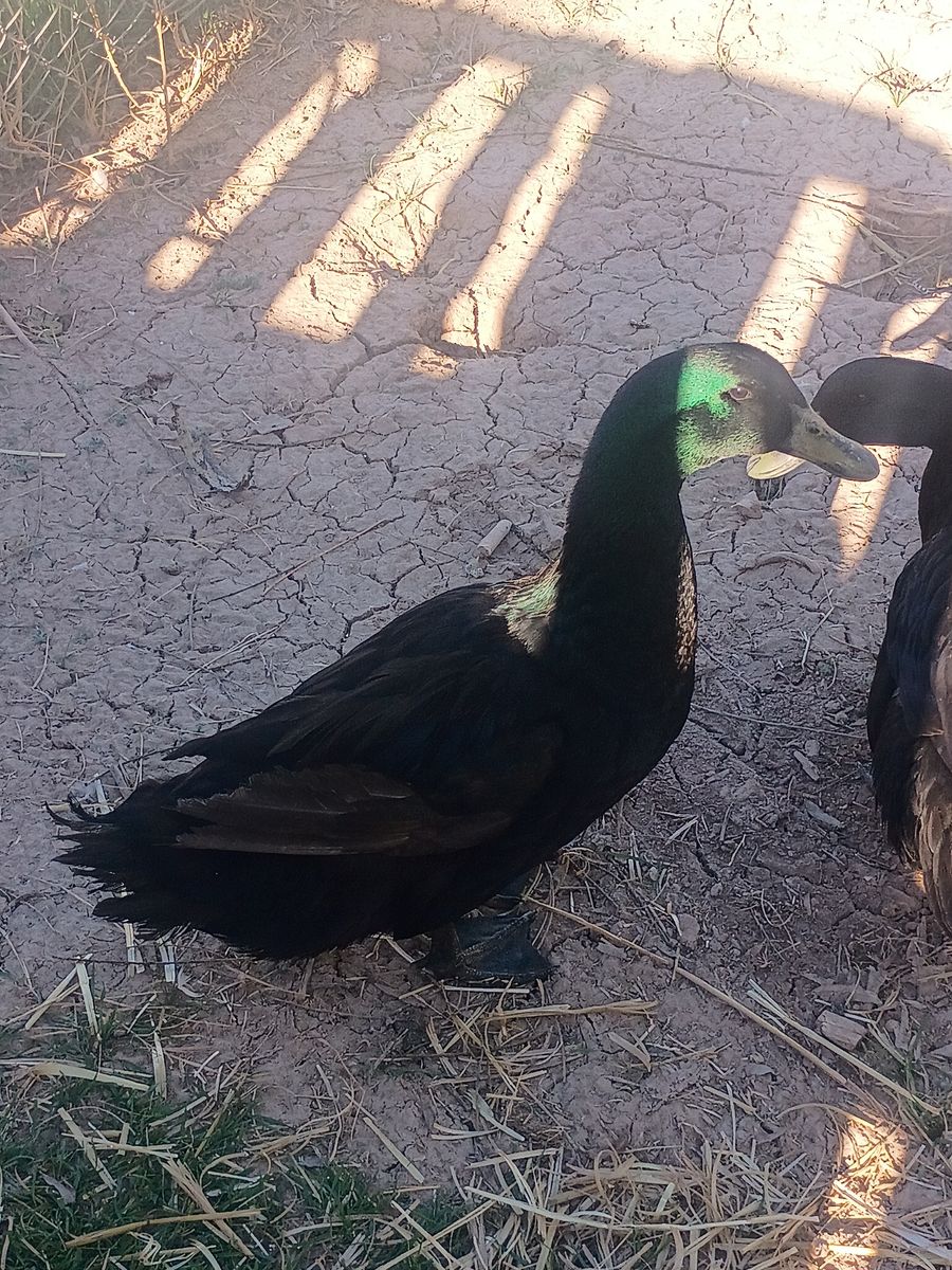 Cayuga Breeding Pair