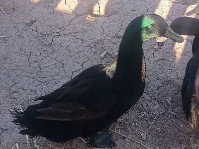 Cayuga Breeding Pair