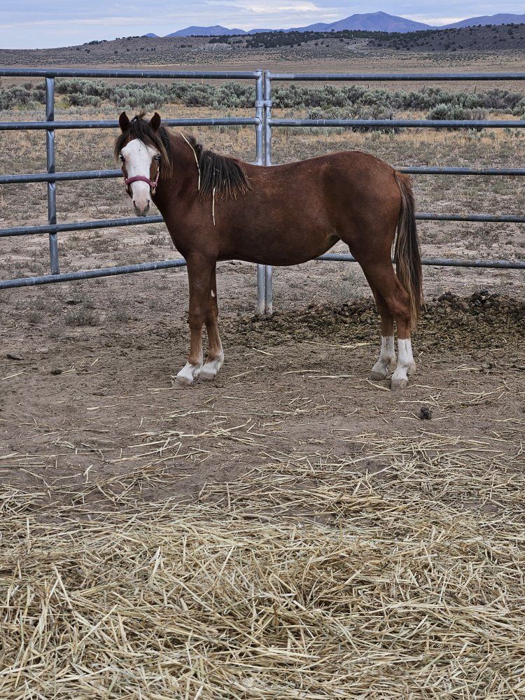 1 yr old pony mare