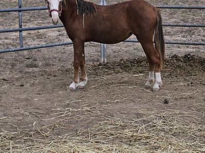 1 yr old pony mare