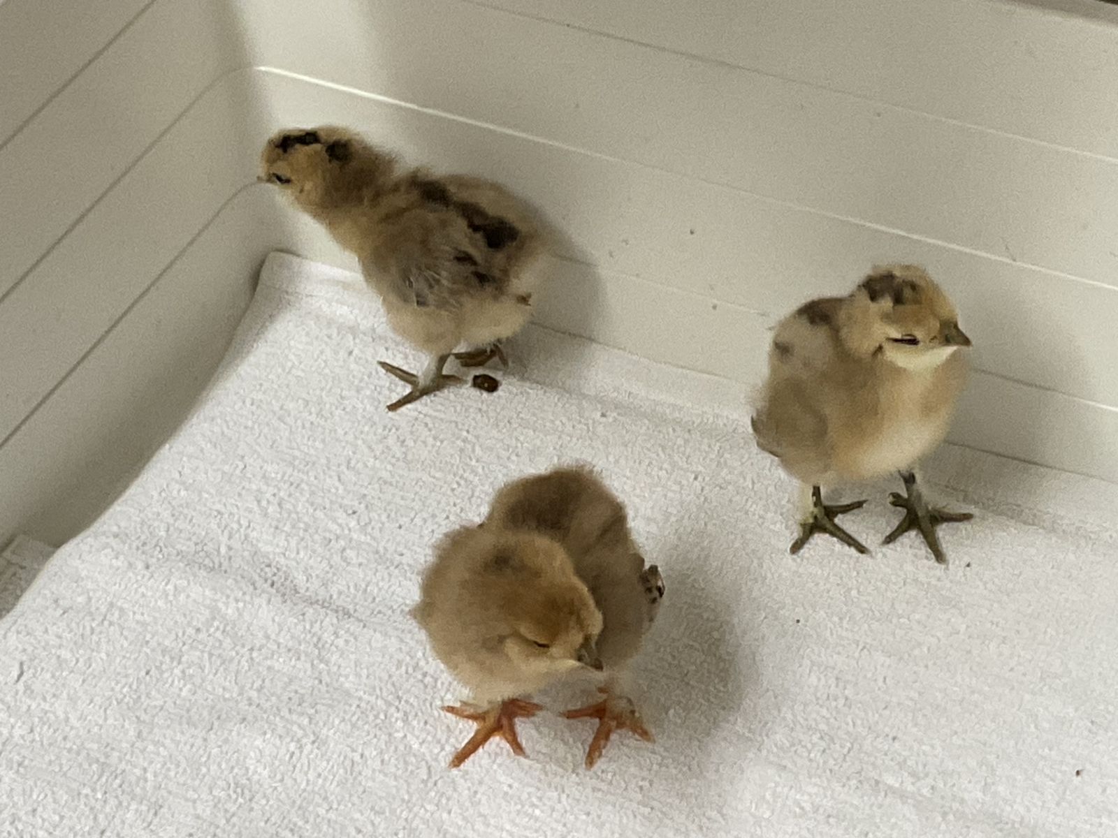 Silkie mix chicks hatched 7/3