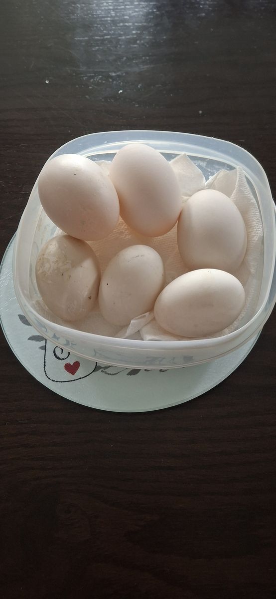 Fresh duck eggs