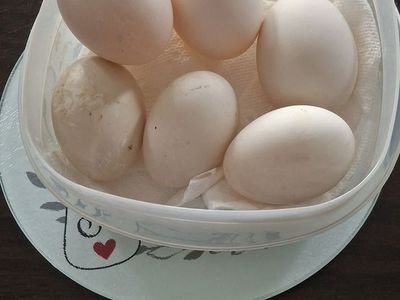 Fresh duck eggs