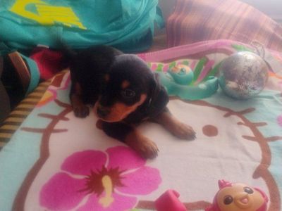 super cute male puppy