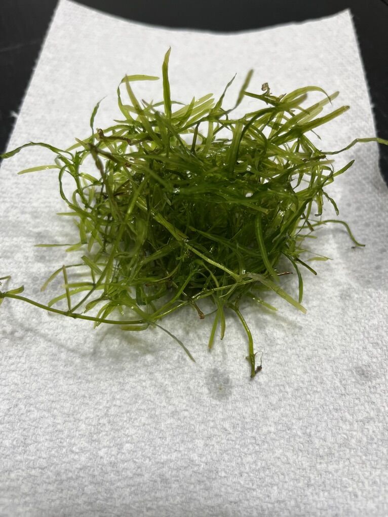 Guppy Grass Aquarium Plant