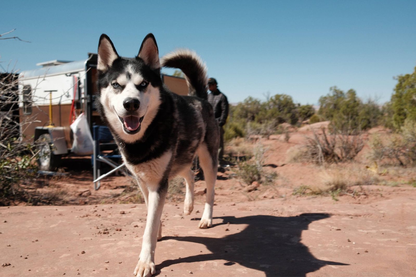 Best Purebred Husky Ever!