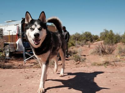 Best Purebred Husky Ever!