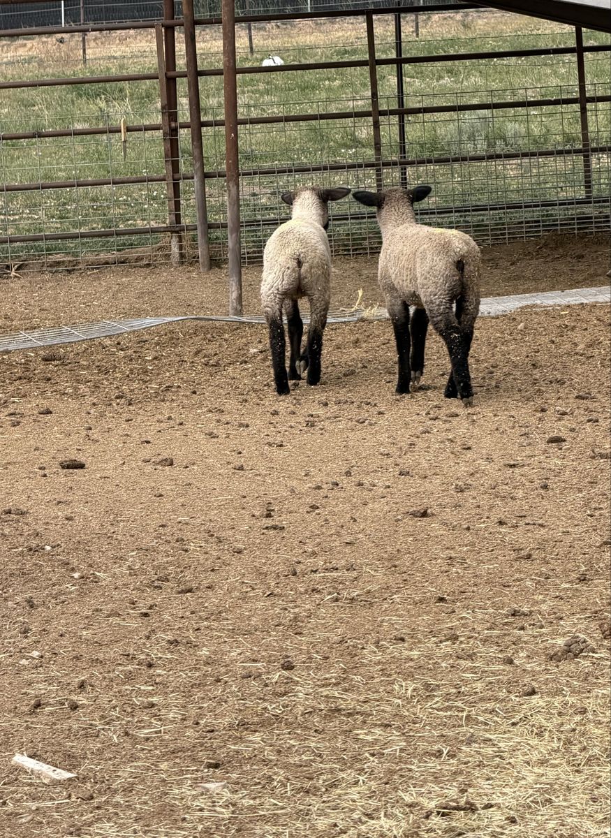 Lambs
