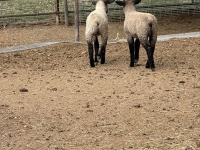 Lambs