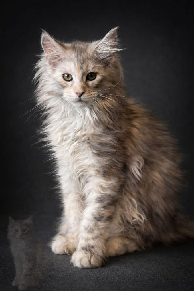 Stunning Black Silver Torbie Maine Coon Kitten