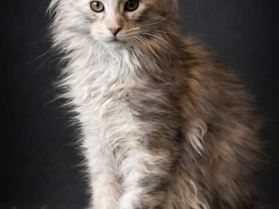 Stunning Black Silver Torbie Maine Coon Kitten