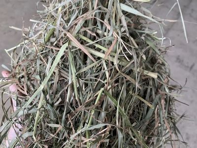 Alflafa/Grass Mix