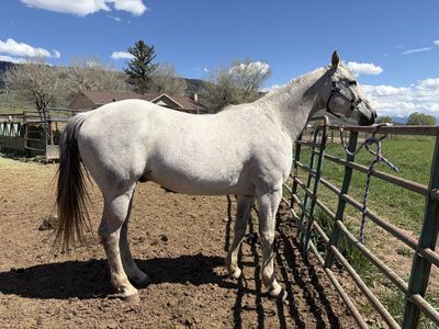 13 year old gelding