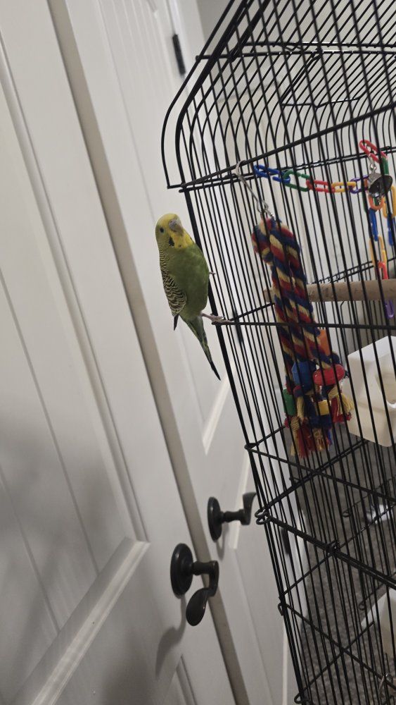 GREEN MALE PARAKEET AND STAND