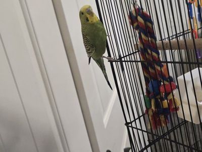 GREEN MALE PARAKEET AND STAND