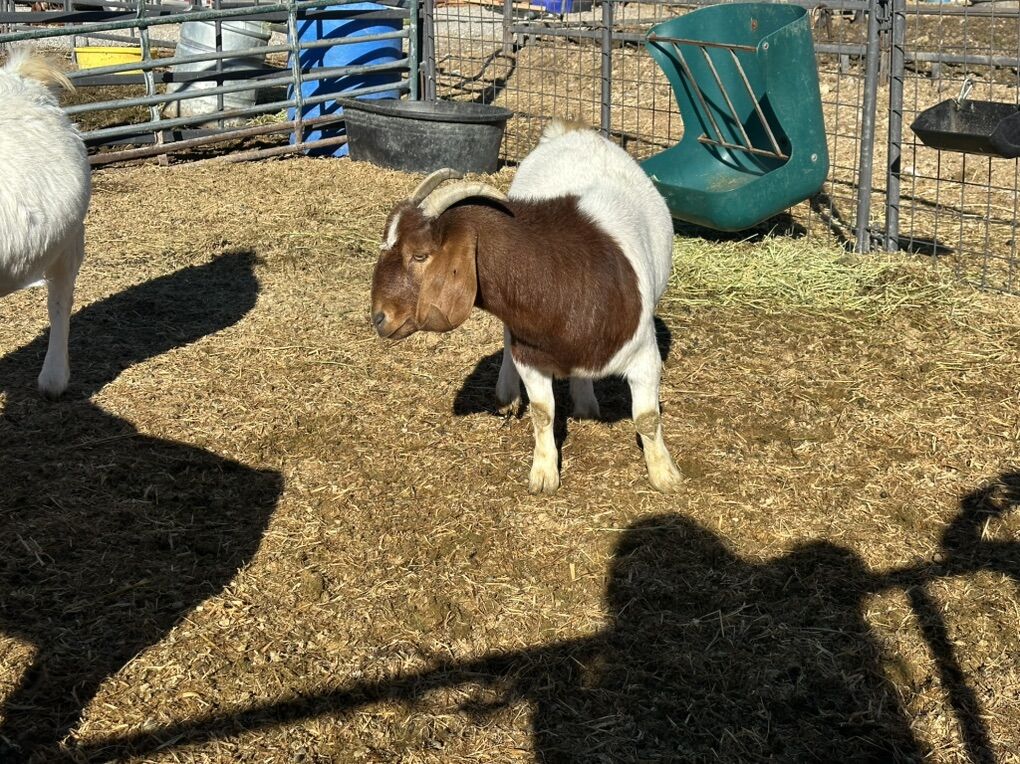 Boer Goat doe Percentage Registered Boatman Bred
