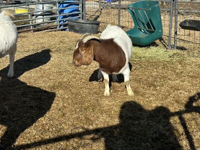 Boer Goat doe Percentage Registered Boatman Bred