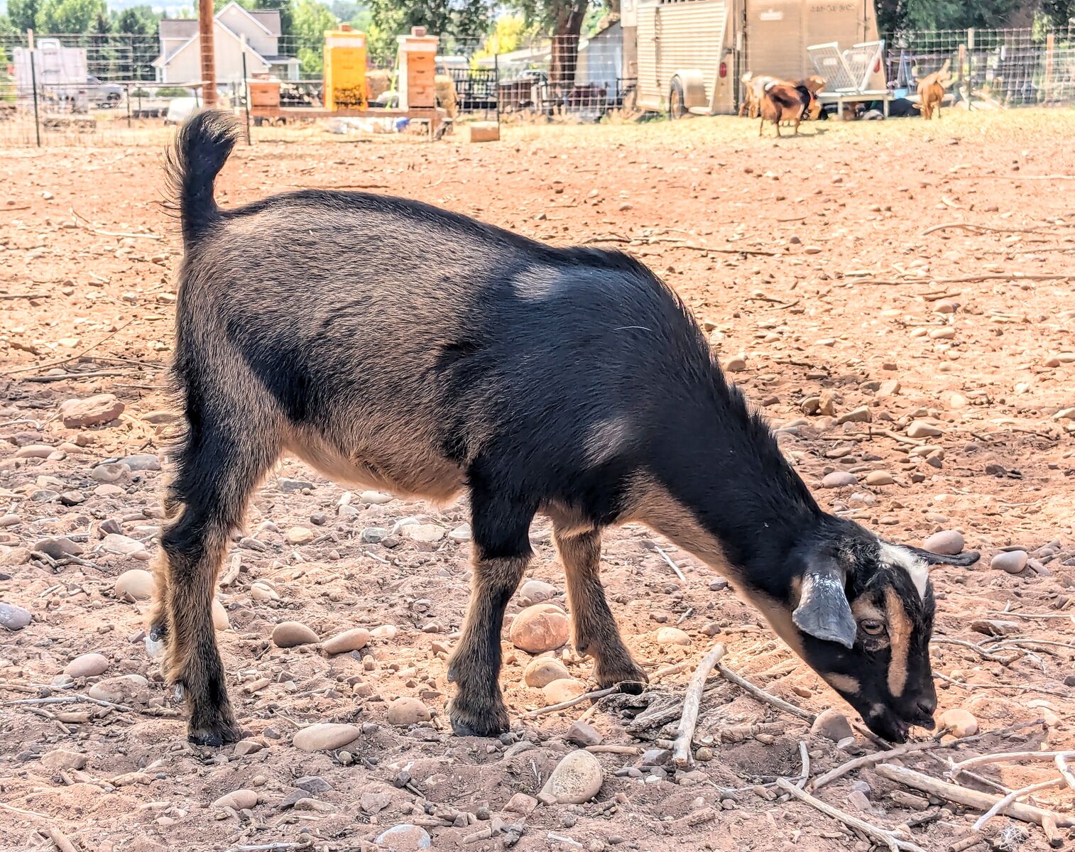 ADGA Nigerian Dwarf Goat Doelings