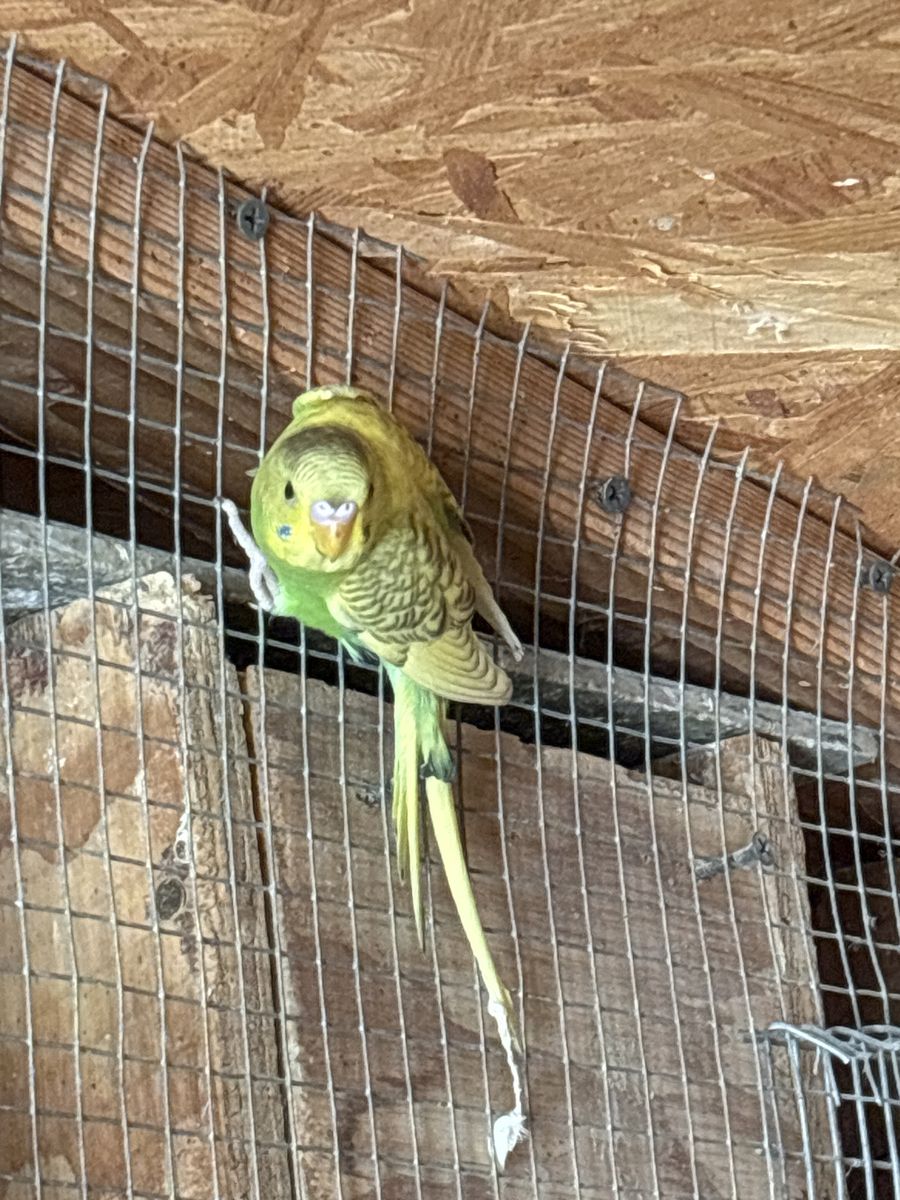 4 Baby parakeets for sale $25.00 Each