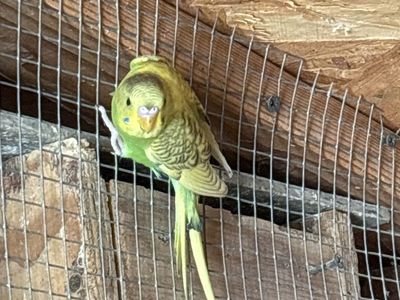 4 Baby parakeets for sale $25.00 Each
