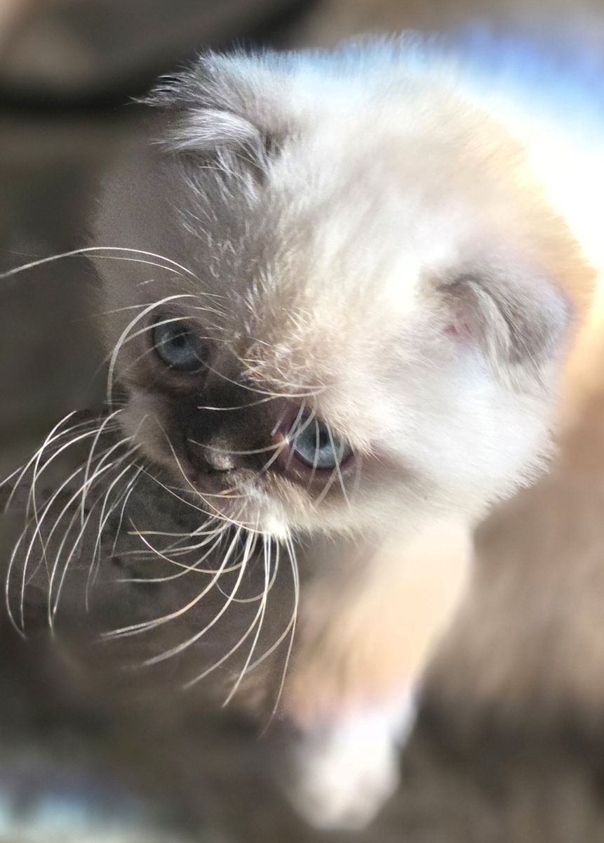 Adorable female Scottish Fold Kitten for Sale - lilac Point with Blue Eyes