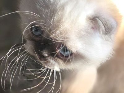 Adorable female Scottish Fold Kitten for Sale - lilac Point with Blue Eyes