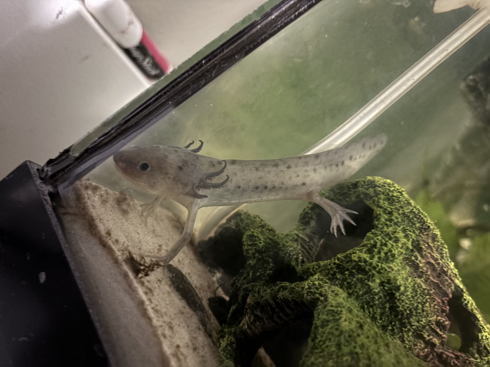 Free Axlotl