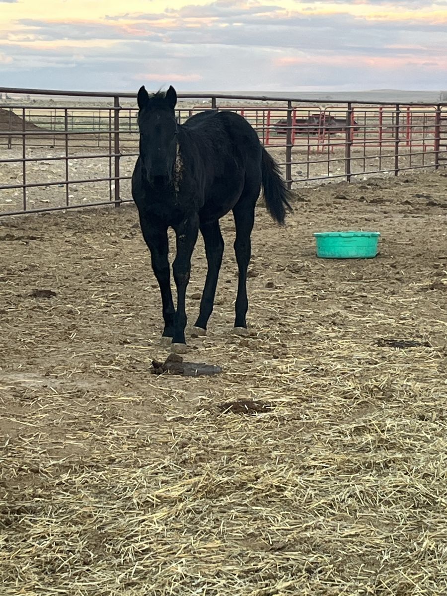 2025 AQHA Black Filly