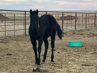 2025 AQHA Black Filly