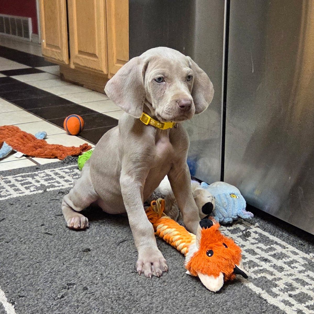 Purebred Weimaraner female