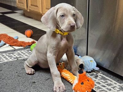 Purebred Weimaraner female