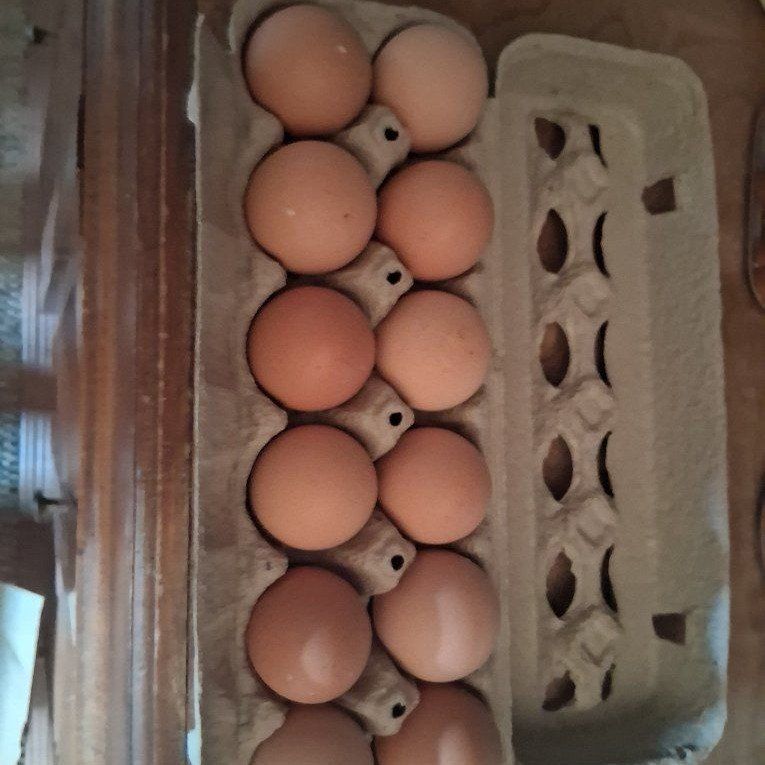 Fresh Eggs