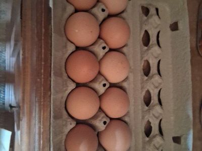 Fresh Eggs