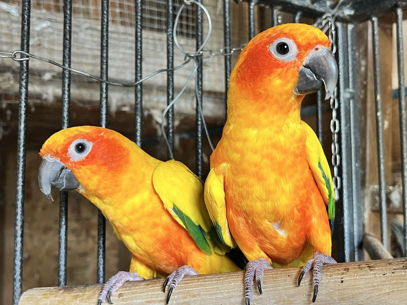 Sun Conure Pair