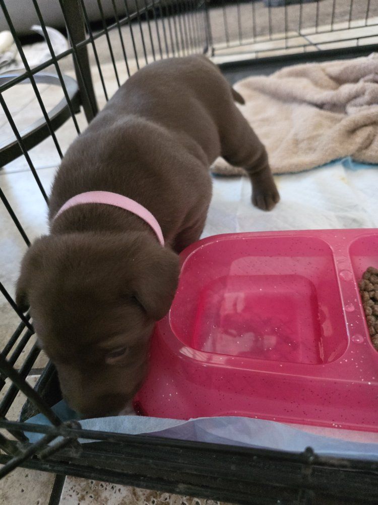 Adorable Silver/Chocolate Lab Puppy for Sale - Ready for a Loving Home! June 30th