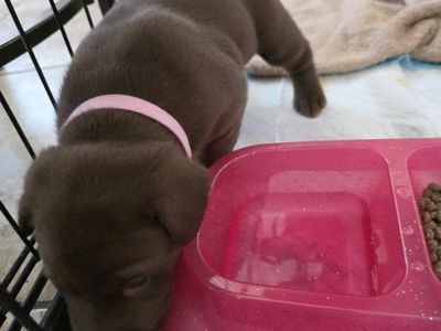Adorable Silver/Chocolate Lab Puppy for Sale - Ready for a Loving Home! June 30th