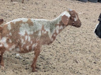 moonspotted boer females