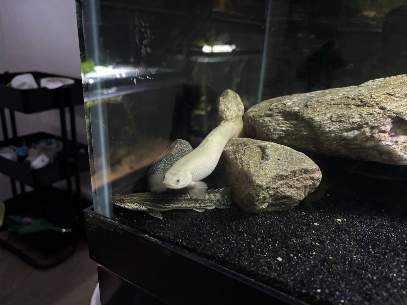 platinum senegal bicher