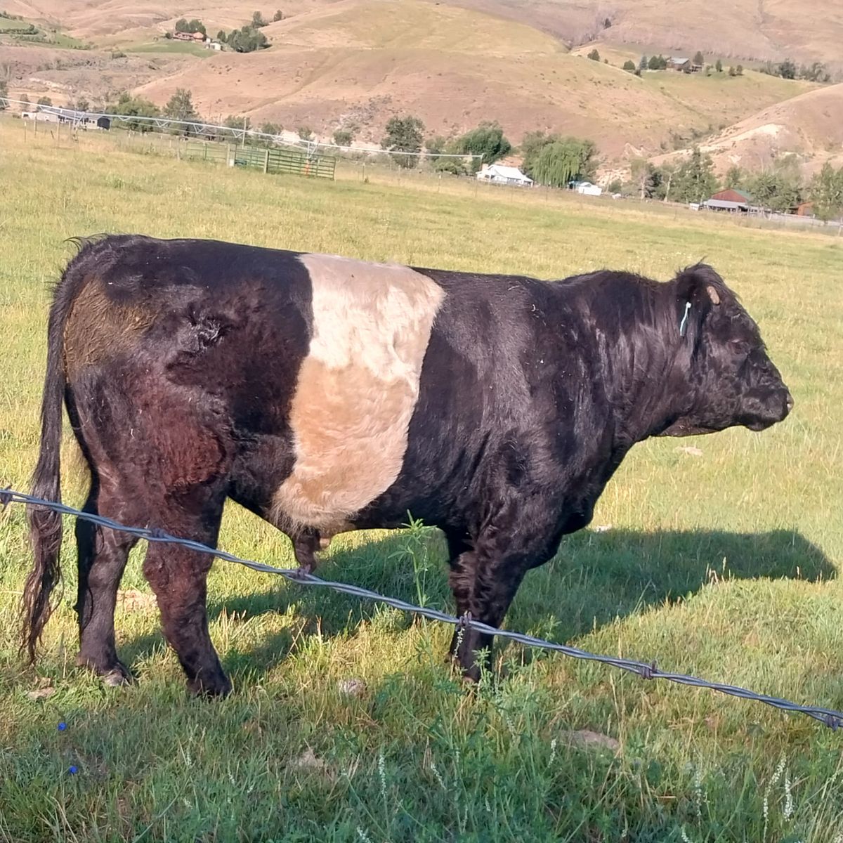 Belted Galloway Bull
