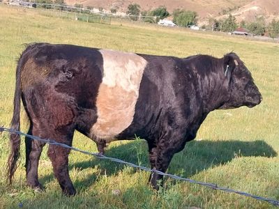Belted Galloway Bull