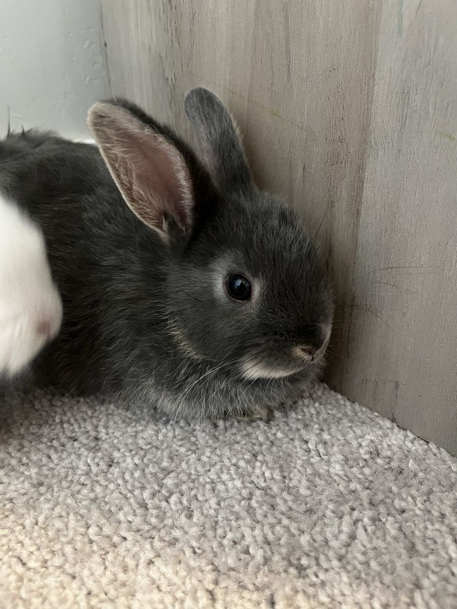 Lionhead rabbits