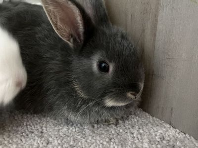 Lionhead rabbits