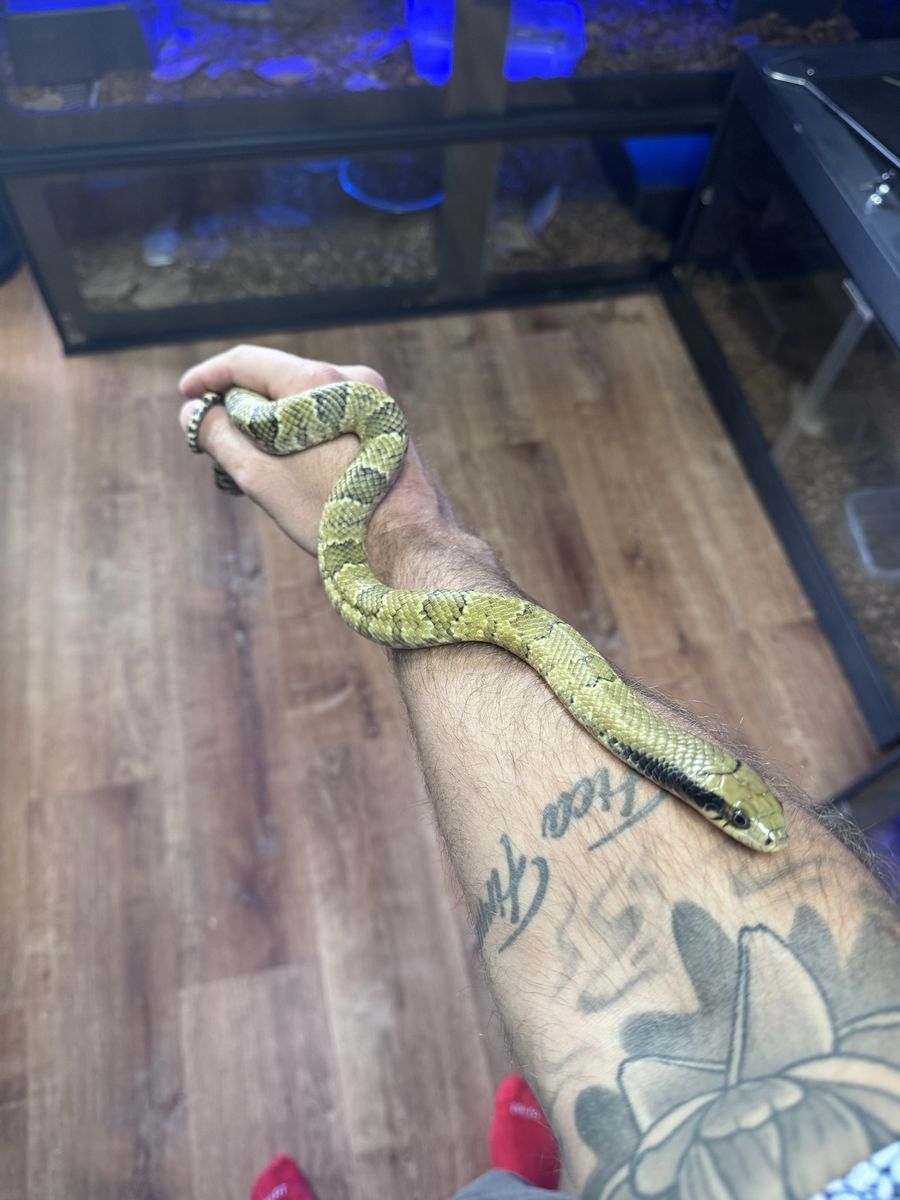 2025 pos het lave FWC