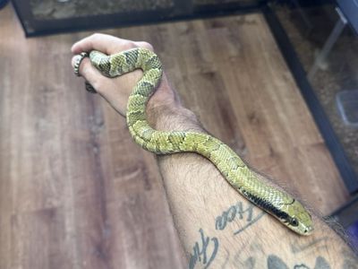 2025 pos het lave FWC