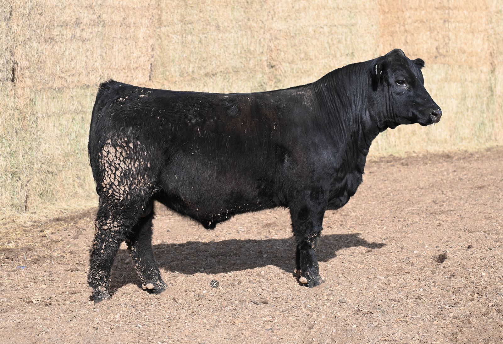 SimAngus bulls for Sale