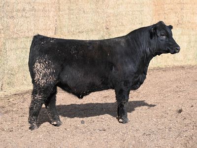 SimAngus bulls for Sale