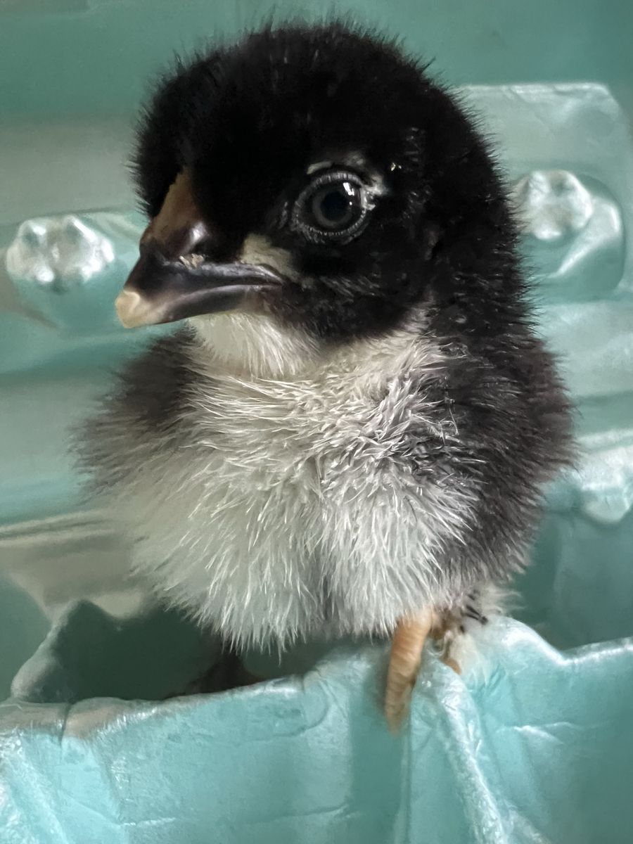 Black Copper Marans chicks