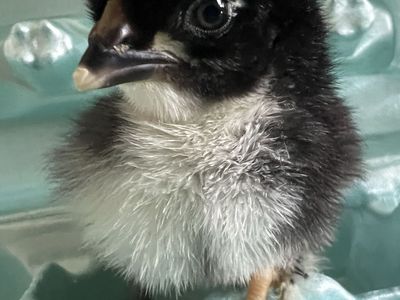 Black Copper Marans chicks