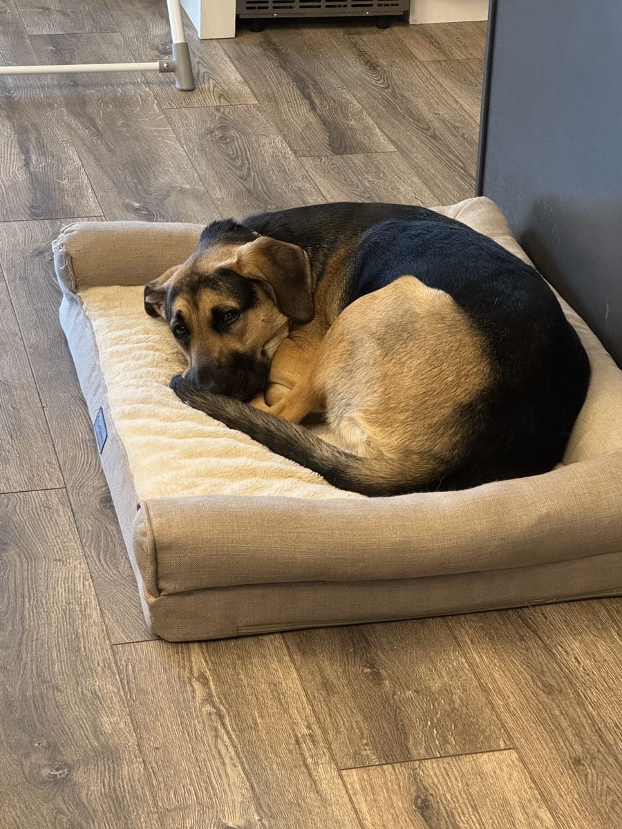 German Shephard Lab mix